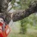 WNY Tree Services