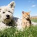 Ticks And Fleas For Pets
