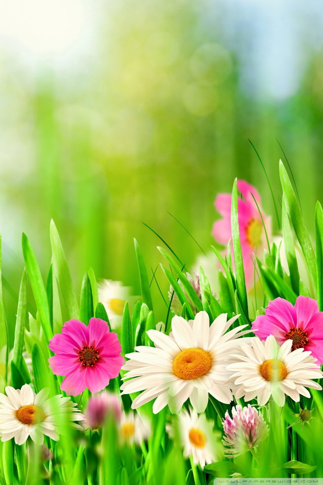 eggs among flowers on easter wallpapers and images on cute flower easter wallpapers