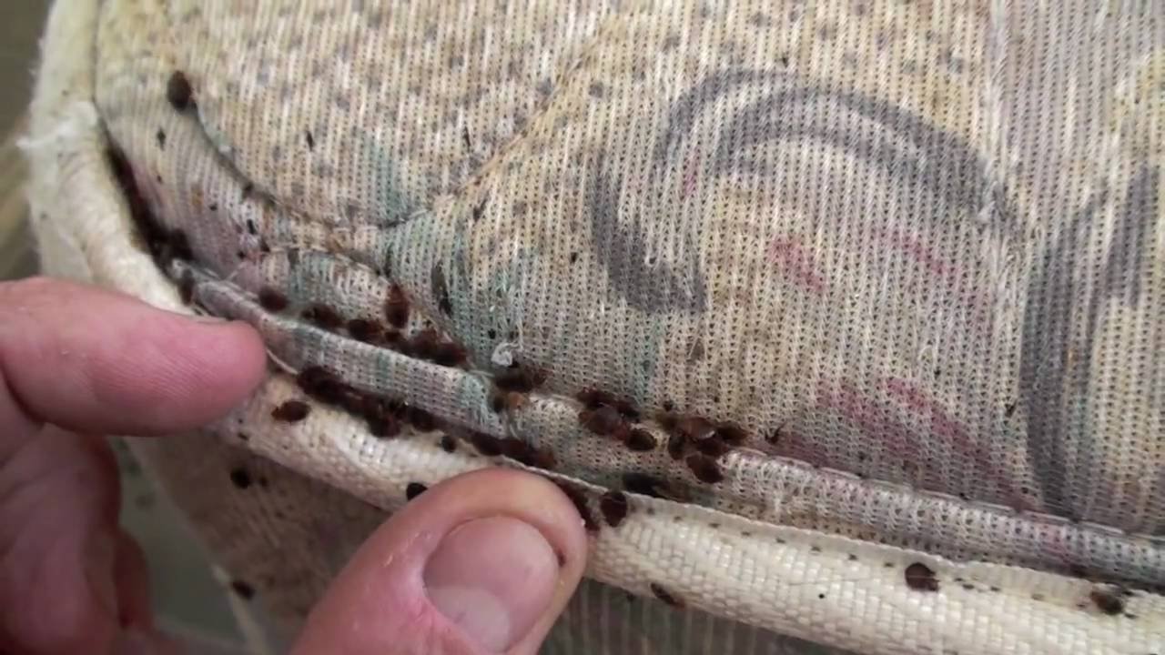 Bed Bugs Can You Handle the Infestation on Your Own? Available Ideas