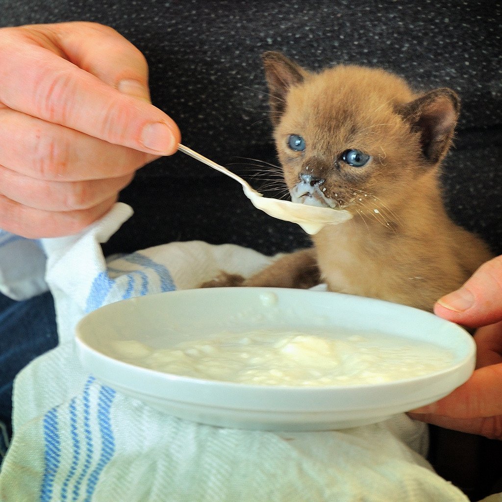 What is The Best Food to Feed Your Kitten in its First Year
