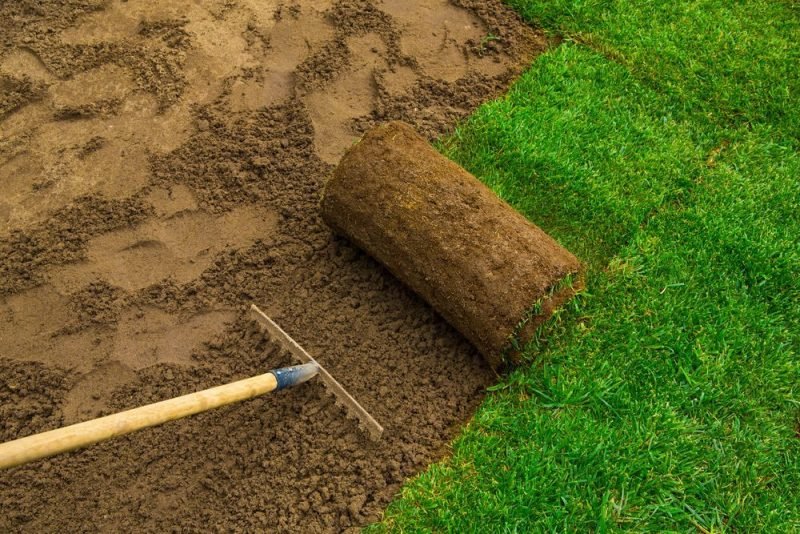 Eight Simple Steps to Renovate Your Lawn Available Ideas