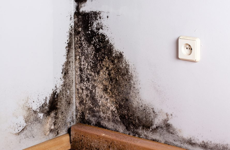 The Health Dangers Of Black Mold Available Ideas